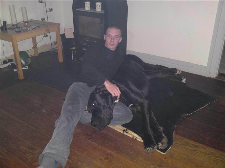 Grand danois asland - det her elsker han bare helt vildt og især når brænde ovnen er tændt billede 4