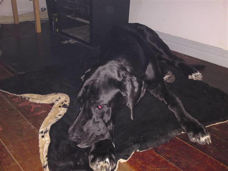 Grand danois asland billede 5