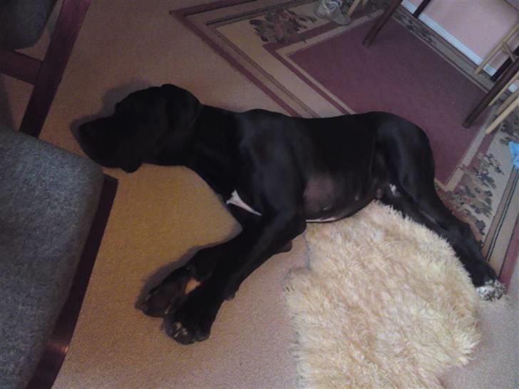 Grand danois asland billede 6