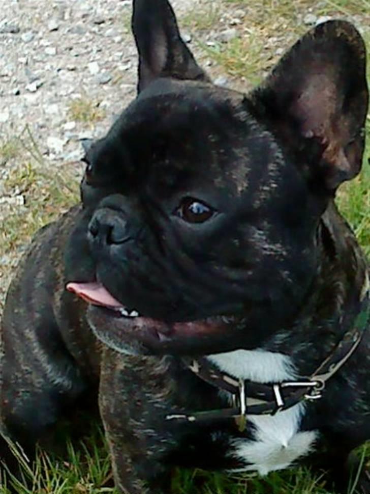 Fransk bulldog Maximus billede 6