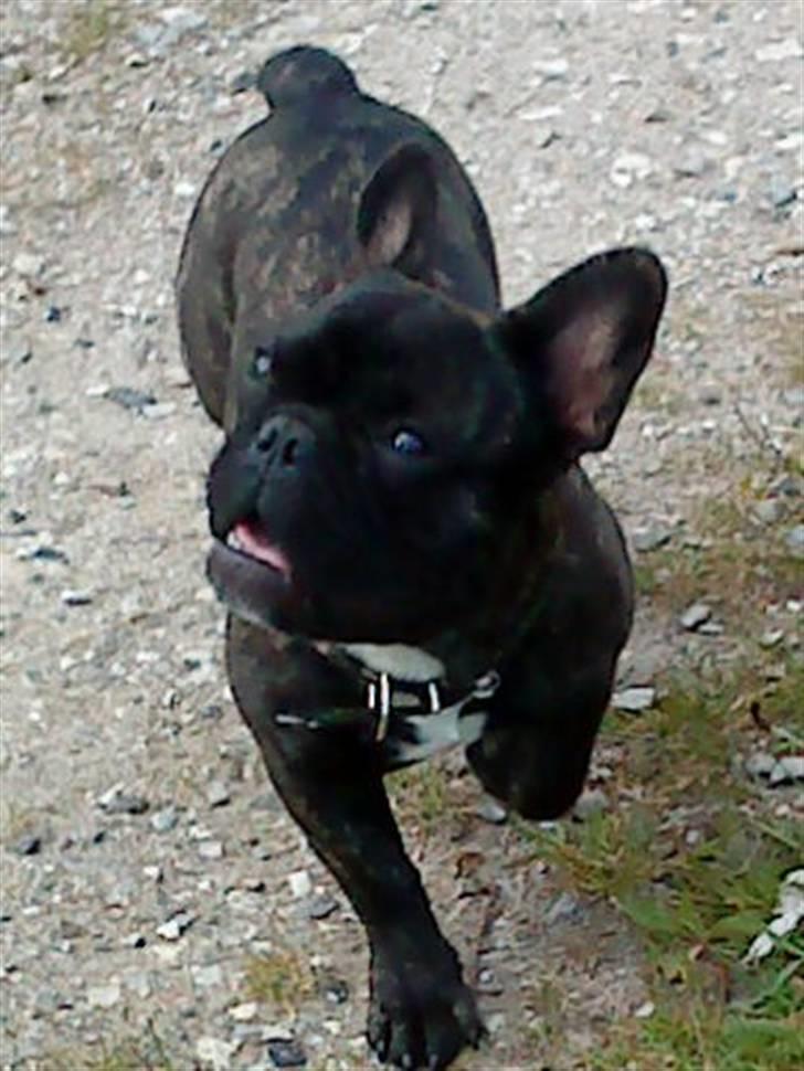 Fransk bulldog Maximus billede 7