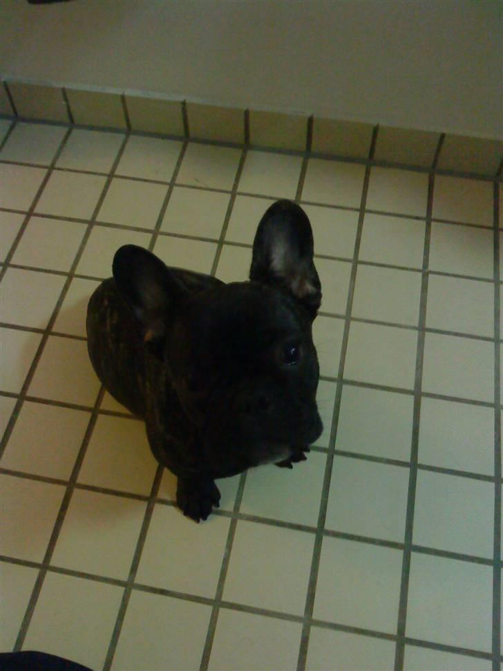 Fransk bulldog Maximus billede 8