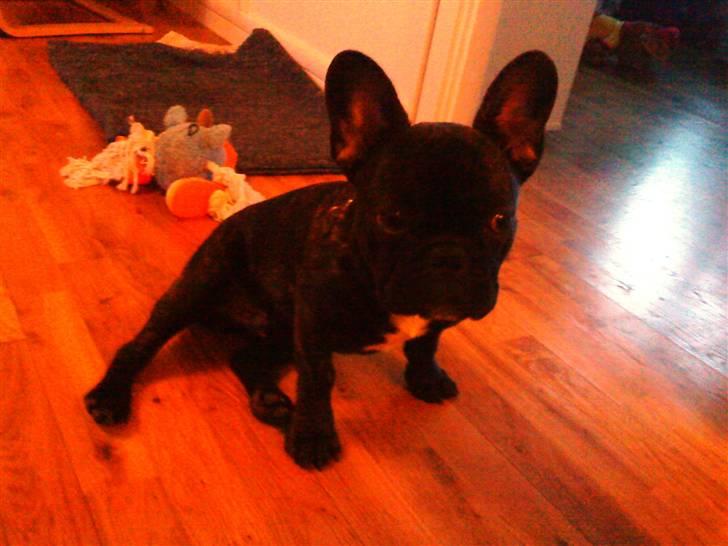 Fransk bulldog Maximus billede 9