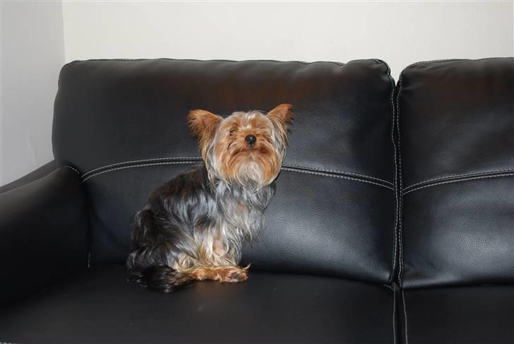 Yorkshire terrier Gizmo billede 1