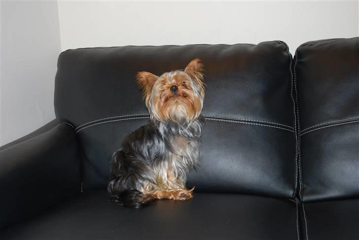 Yorkshire terrier Gizmo billede 2