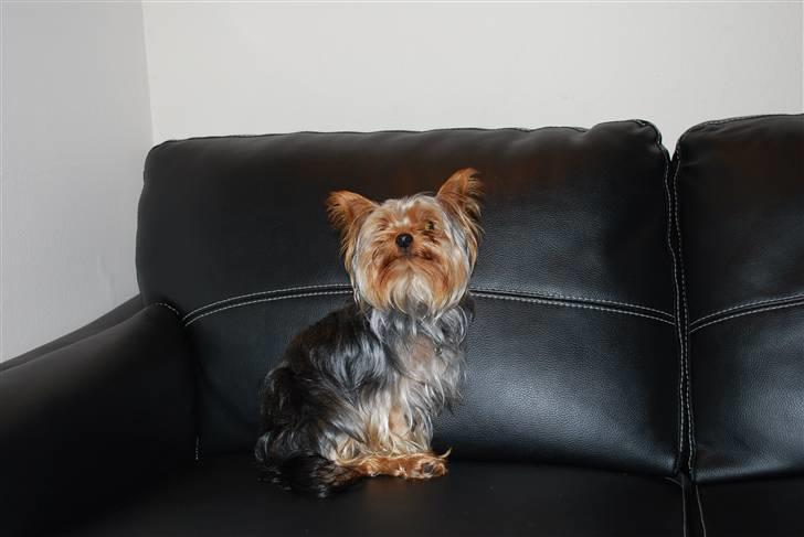 Yorkshire terrier Gizmo billede 3