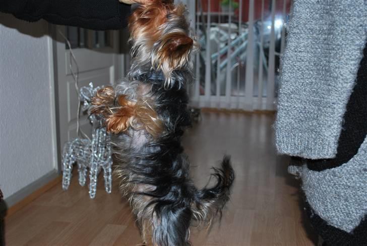 Yorkshire terrier Gizmo billede 4