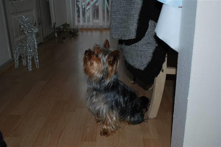 Yorkshire terrier Gizmo billede 5