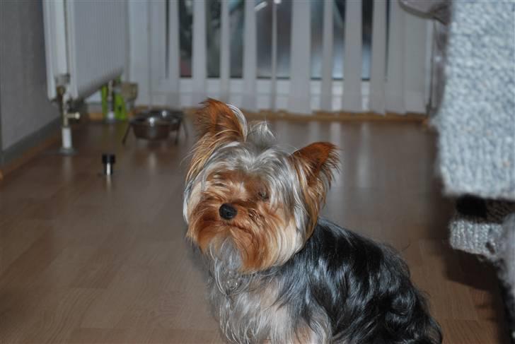 Yorkshire terrier Gizmo billede 6