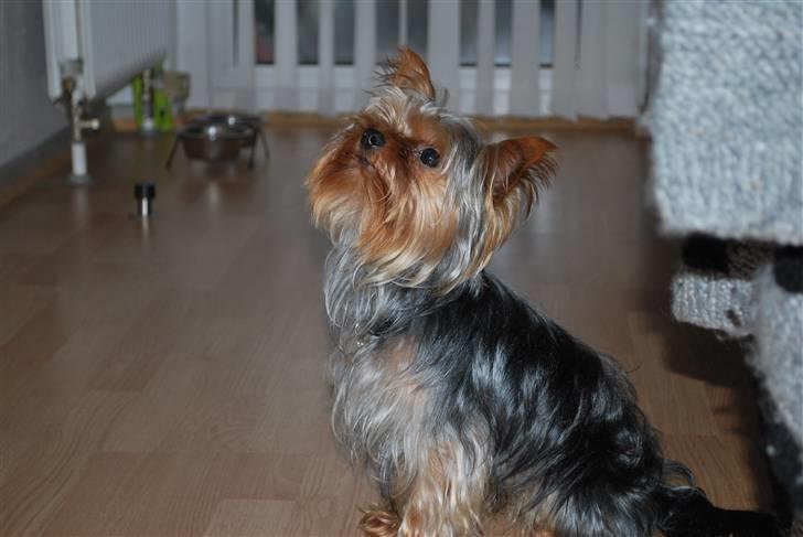 Yorkshire terrier Gizmo billede 7