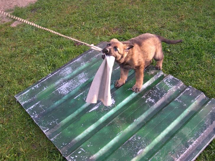 Schæferhund Scharif's Amy R.I.P - heller ikke bange for en blikplade billede 9