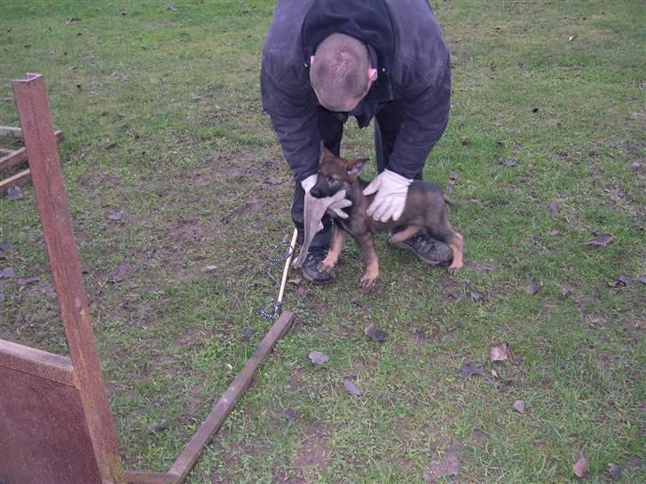 Schæferhund Scharif's Amy R.I.P - 10 uger billede 10