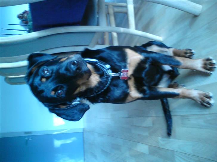 Rottweiler Amaroq billede 6