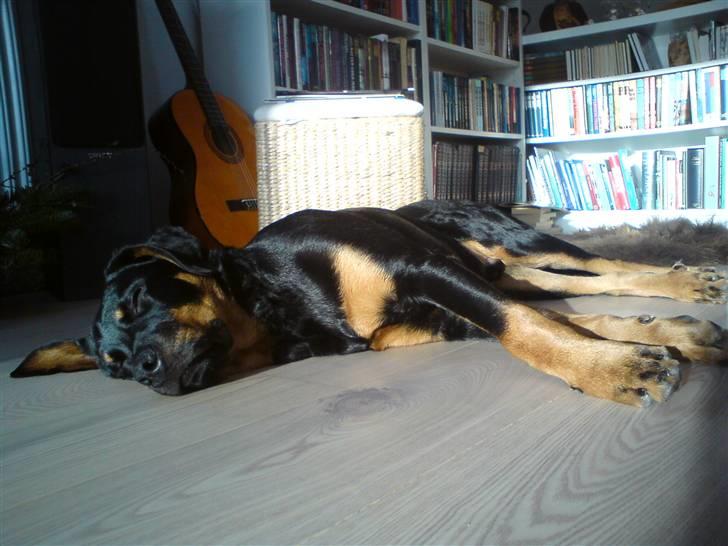 Rottweiler Amaroq billede 7