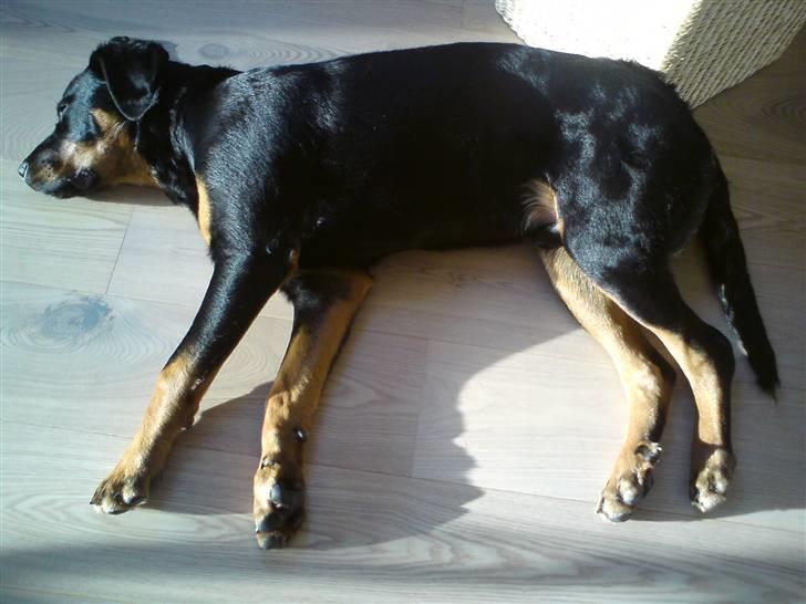 Rottweiler Amaroq billede 8