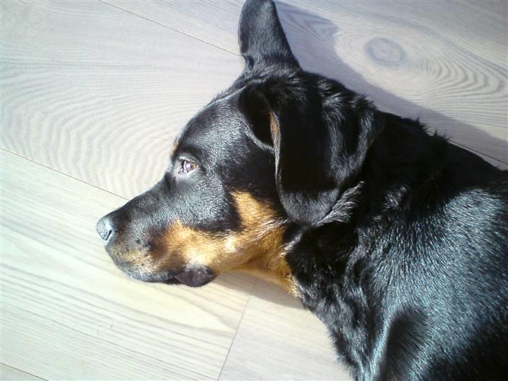 Rottweiler Amaroq billede 9