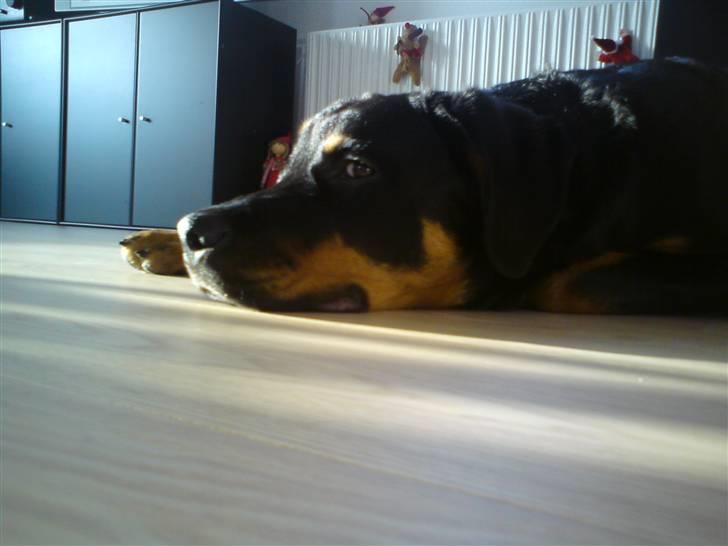 Rottweiler Amaroq billede 10