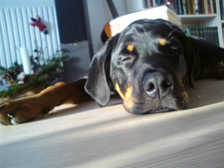 Rottweiler Amaroq billede 11