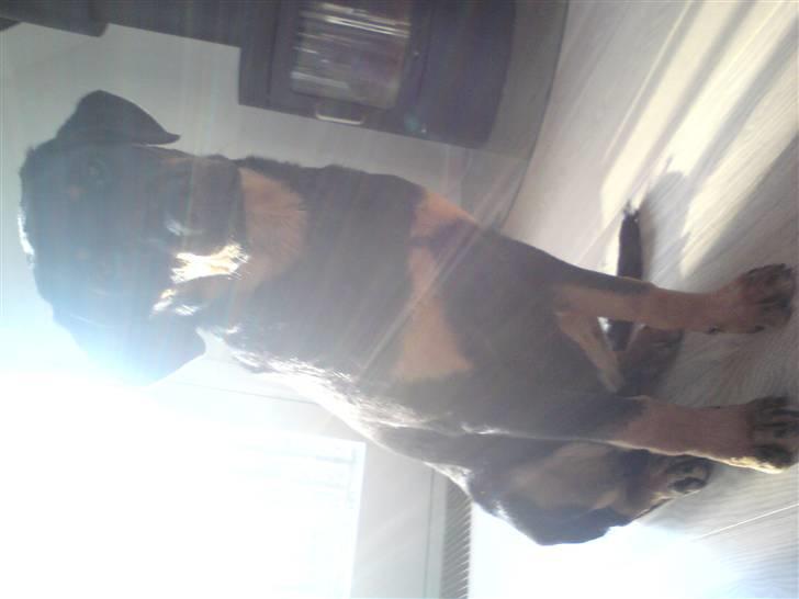 Rottweiler Amaroq billede 12