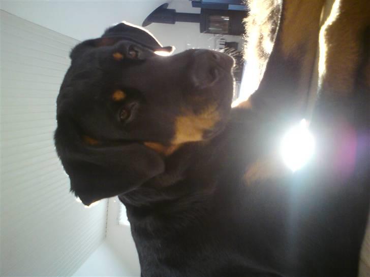 Rottweiler Amaroq billede 13