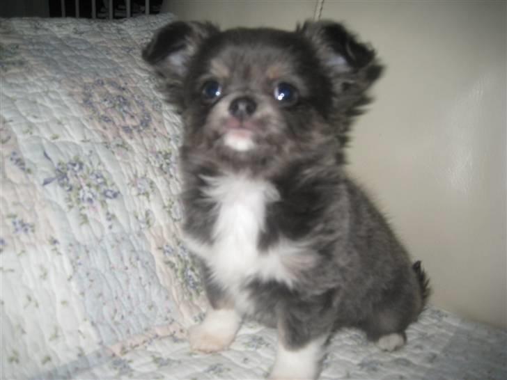 Chihuahua Novak von Lömmel billede 13