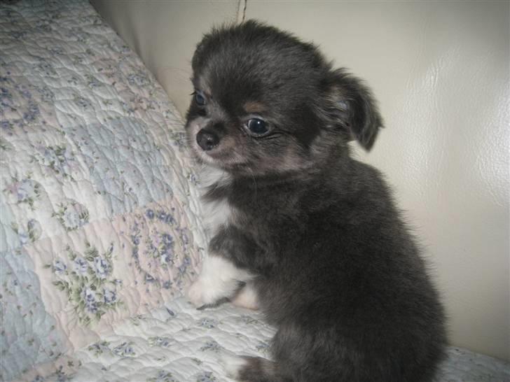 Chihuahua Novak von Lömmel billede 14