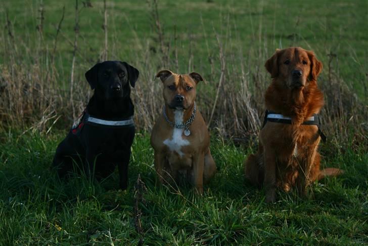 Amerikansk staffordshire terrier Chico - Nynne. Chico & Sofus - december 2009. billede 16