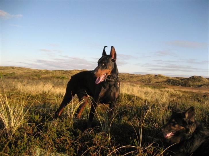 Dobermann Kaiser billede 11