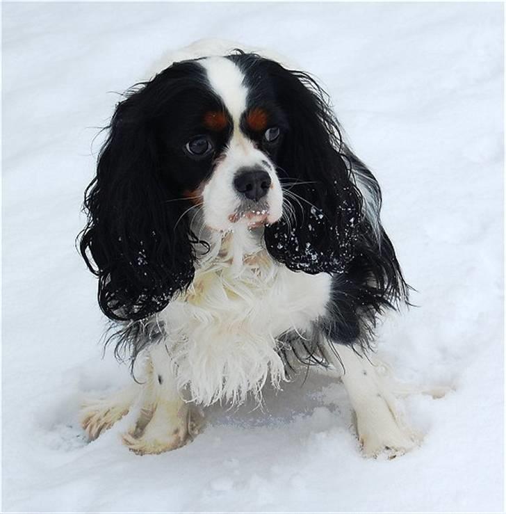Cavalier king charles spaniel Kicki 2006 - 2010 billede 1