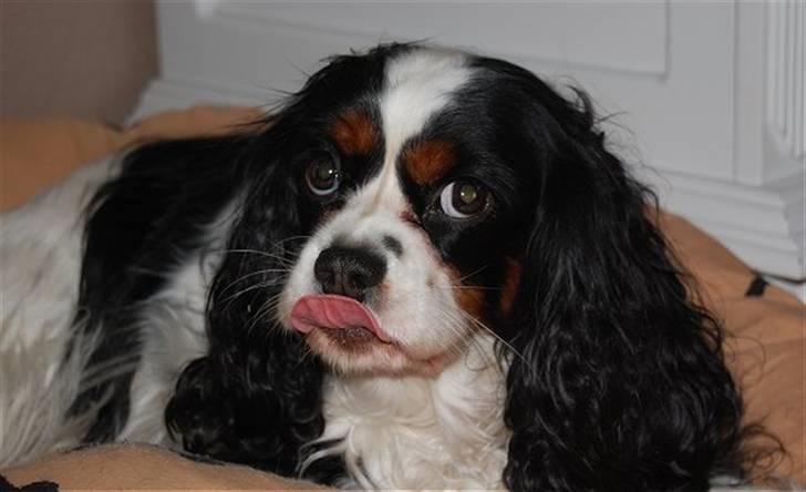 Cavalier king charles spaniel Kicki 2006 - 2010 billede 2