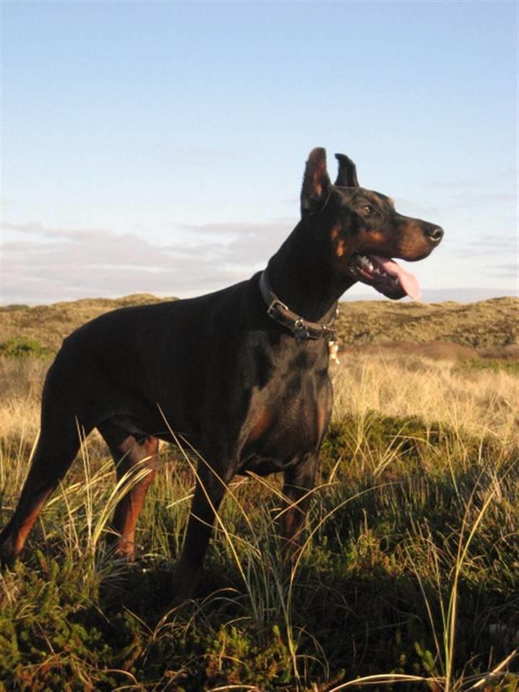 Dobermann Kaiser billede 12