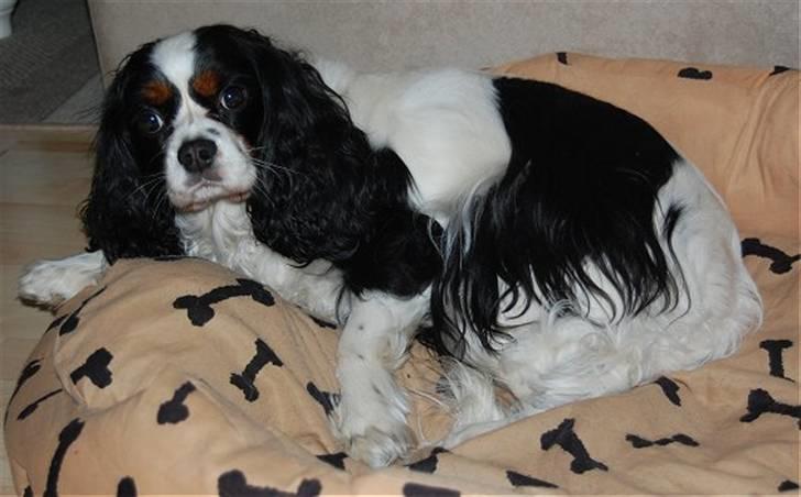 Cavalier king charles spaniel Kicki 2006 - 2010 billede 3