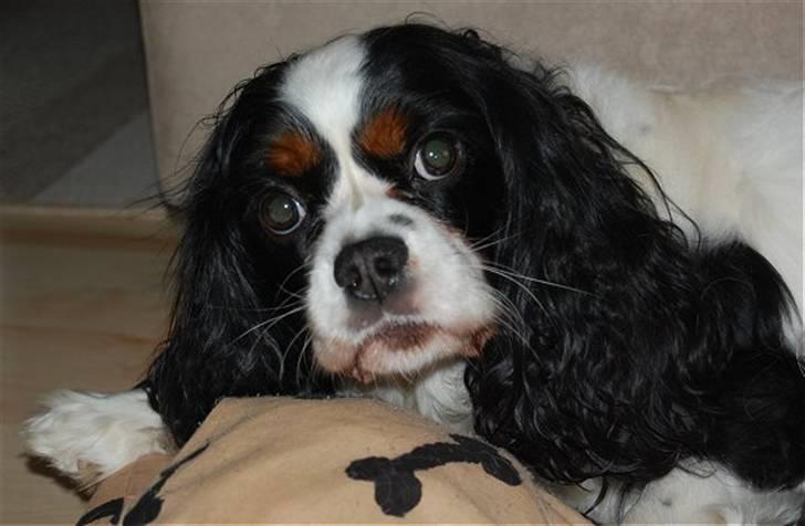 Cavalier king charles spaniel Kicki 2006 - 2010 billede 4