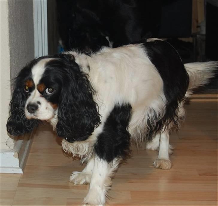 Cavalier king charles spaniel Kicki 2006 - 2010 billede 5
