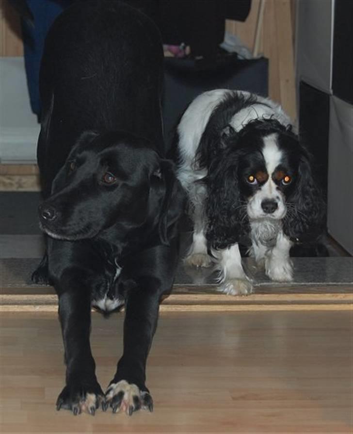 Cavalier king charles spaniel Kicki 2006 - 2010 billede 6