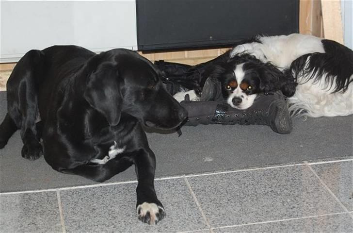 Cavalier king charles spaniel Kicki 2006 - 2010 billede 7