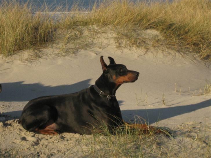 Dobermann Kaiser billede 14