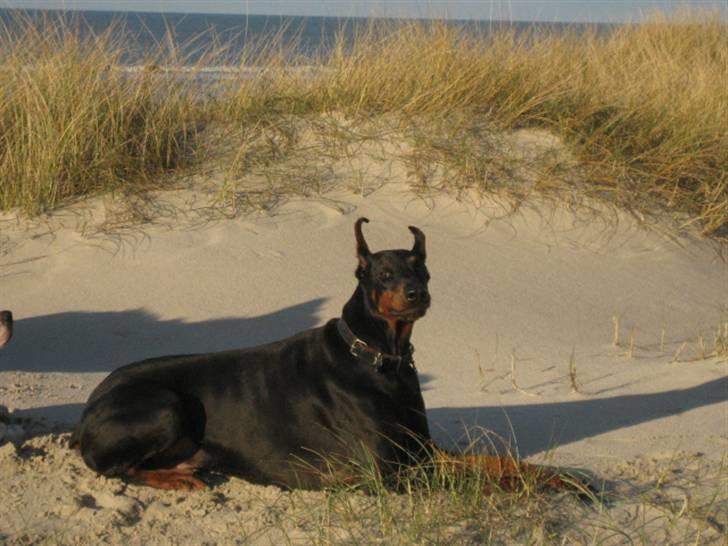 Dobermann Kaiser billede 15