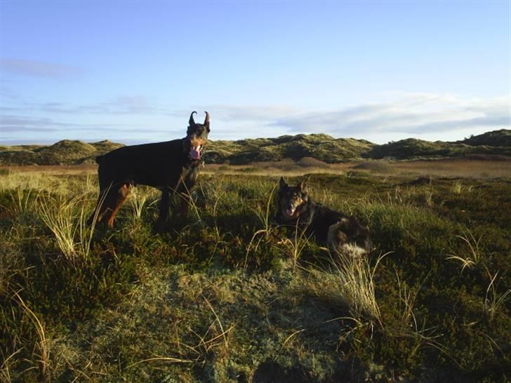 Dobermann Kaiser billede 19