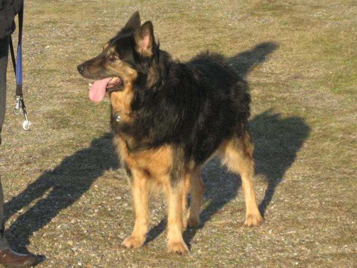 Blanding af racer Samson RIP billede 17