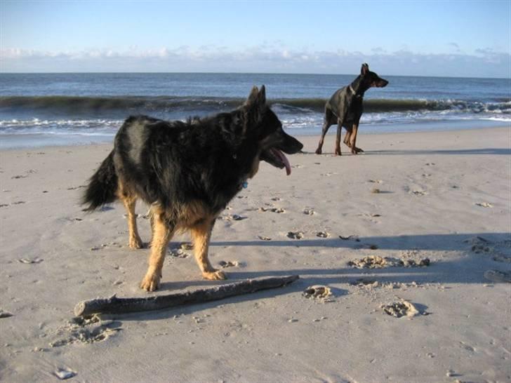 Blanding af racer Samson RIP billede 19