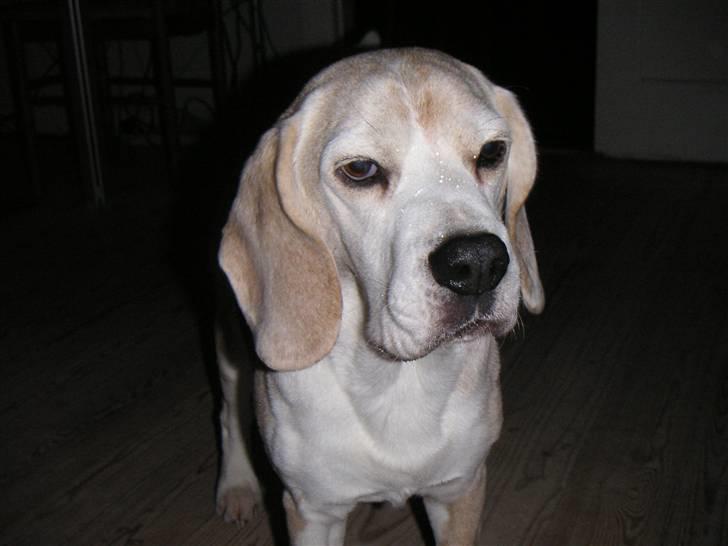 Beagle Sydney billede 3