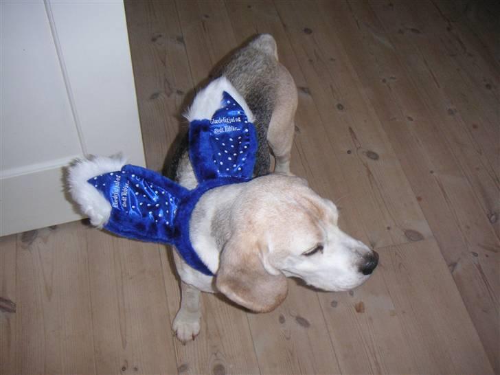 Beagle Sydney billede 10