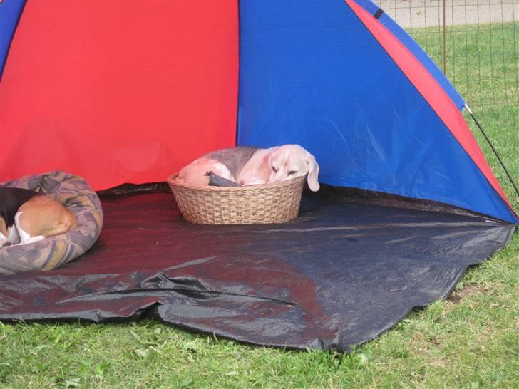 Beagle Sydney billede 11