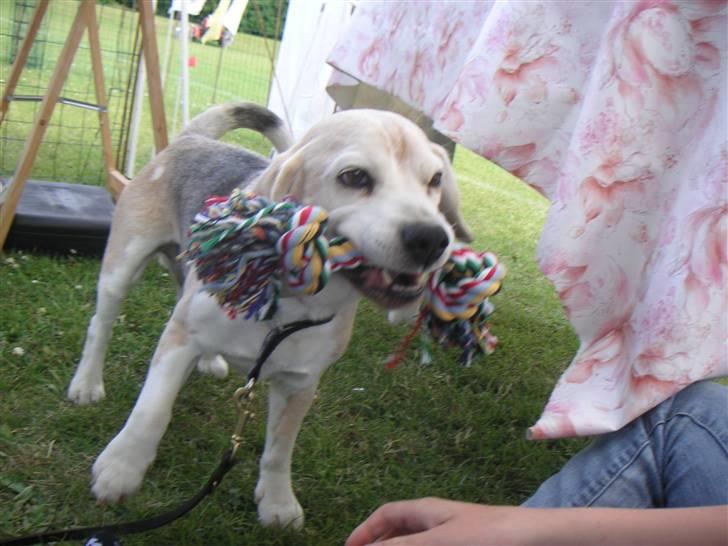 Beagle Sydney billede 12