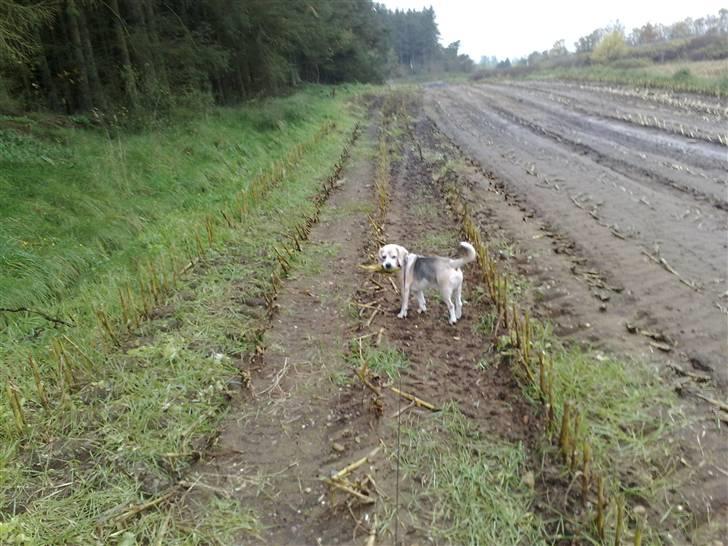 Beagle Sydney billede 13