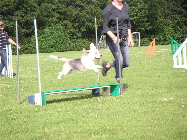 Beagle Sydney billede 14