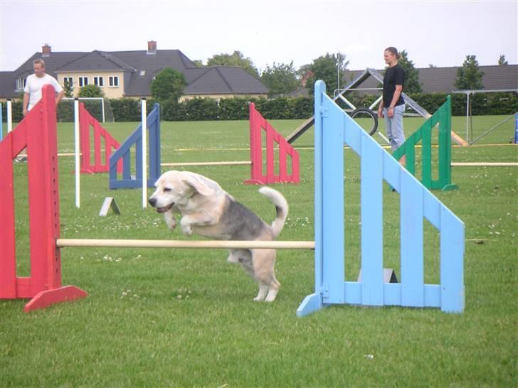 Beagle Sydney billede 4