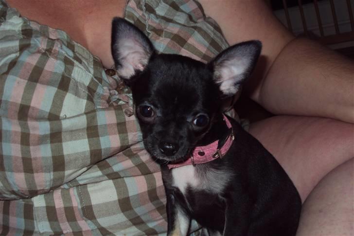 Chihuahua Annabell - Annabell billede 2