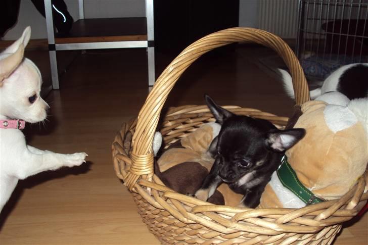 Chihuahua Annabell billede 3